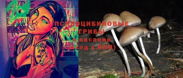 стаф Аркадак